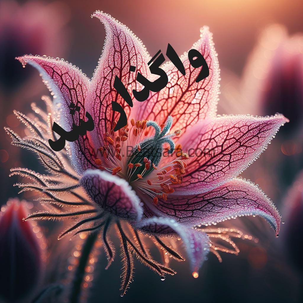 کاور گل خاردار کاور گل خاردار